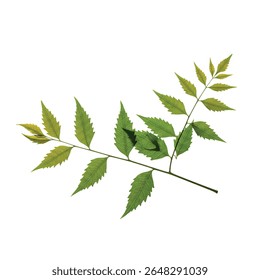 Neem Tree Branch with Green Leaves Isolated on White Background for Design
