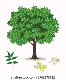 Neem Tree Illustration Vector Art
