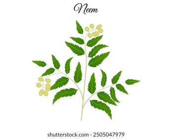 Neem tree vector design template.The neem tree (Azadirachta indica) is a tree native to the Indian subcontinent but now grown in many tropical and subtropical regions around the world.