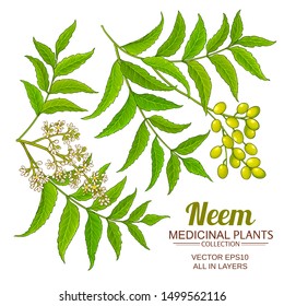 Neem Vector Set On White Background