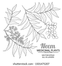 Neem Vector Set On White Background