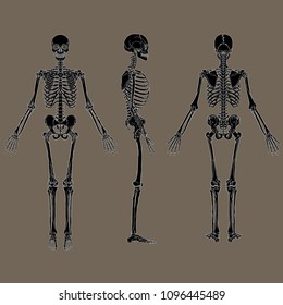 Negative human skeleton chart black vector