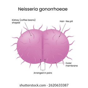 Neisseria gonorrhoeae Microscopic View Structure Diagram