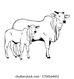 Nelore cattle illustration. Cattle with calf on white background