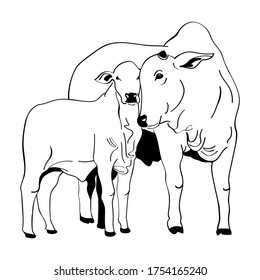 Nelore cattle illustration. Cattle and calf vector on white background