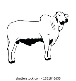 Nelore cattle illustration. Cow on white background