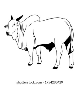 Nelore cattle illustration. Cow vector on white background