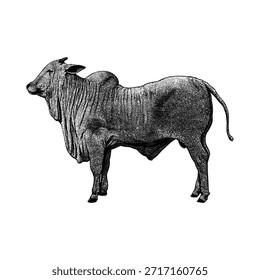 O gado nelore, apresentando anatomia forte e detalhes distintivos da corcova em um estilo de arte de linha limpa. Perfeito para marca de gado, projetos agrícolas, logotipos de fazenda, cartazes e ilustrações de estilo vintage.