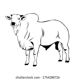 Nelore cattle vector. Cow illustration on white background