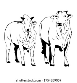 Nelore cattle vector. Line illustration on white background