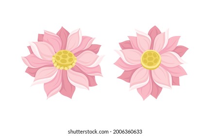 Nelumbo or Water Lily Aquatic Plant with Showy Pink Flower Vector Set