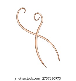 Nematode parasite - roundworm - isolated on white background, slender curled worm illustration for medical, microbiology and healthcare use, microscopic pathogen concept image