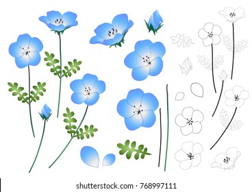 Nemophila Baby Blue Eyes Flower Outline. Vector Illustration. isolated on White Background.