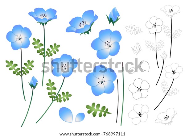 Nemophila Baby Blue Eyes Flower\
Outline. Vector Illustration. isolated on White\
Background.