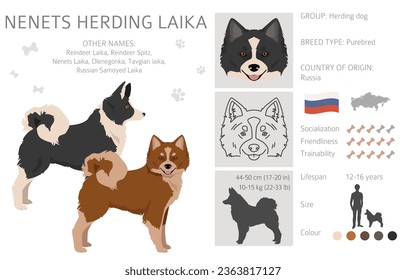 Nenets Herding Laika clipart. All coat colors set.; All dog breeds characteristics infographic. Vector illustration