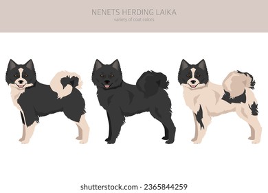 Nenets Herding Laika clipart. All coat colors set.; All dog breeds characteristics infographic. Vector illustration