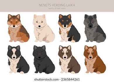 Nenets Herding Laika clipart. All coat colors set.; All dog breeds characteristics infographic. Vector illustration