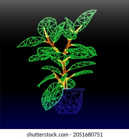 Neon ficus flower in a pot  on the table.