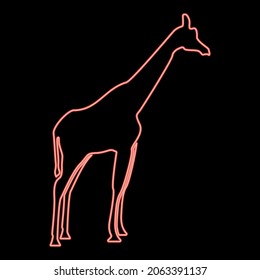 Neon giraffe red color vector illustration flat style light image
