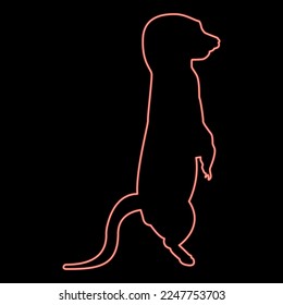 Neon meerkat in pose Suricata Suricatta red color vector illustration image flat style light