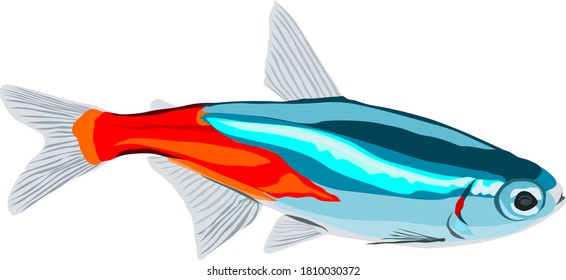 Neon Tetra fish vector on white background 