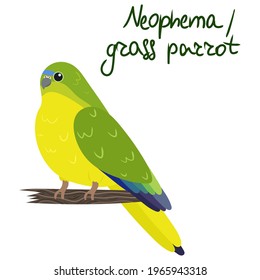 Neophema or grass parrot in cartoon style on white background. Vector hand drawn illustration.