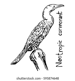 Neotropic cormorant - vector illustration sketch hand drawn with black lines, isolated on white background