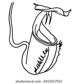 Nepenthes Bicalcalarata vector that you can use in your designs
