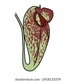 Nepenthes carnivorous plants suitable for your design