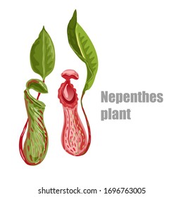 Nepenthes, genus of carnivorous plants. Monkey cups exotic liana rainforest plant. Vector drawing nepentes with open trap and green leaf isolated on white background. Carnivorous tropical pitch set.