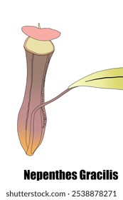 Nepenthes gracilis, a type of carnivorous plant native to Indonesia