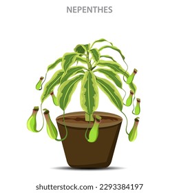 Nepenthes, also known as tropical pitcher plants, are carnivorous plants with specialized leaves that trap and digest insects for nutrition.