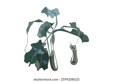 Nepenthes ramispina plant isolated on white background