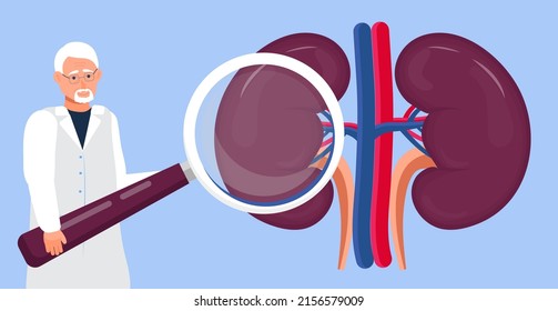 723 Ultrasound scan kidney Images, Stock Photos & Vectors | Shutterstock