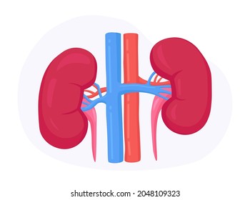 Nephrology, Urology. Human Kidney Anatomy. Renal Failure, Pyelonephritis, Diseases, Kidney Stones, Cystitis. Vector Illustration