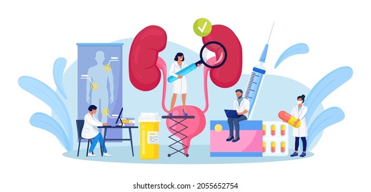 Nephrology, Urology. Tiny Doctors Doing Medical Research, Examination, Check Of Health. Urinary Tract Infection, Renal Failure, Cystitis, Pyelonephritis. Kidney And Bladder Diseases Treatment