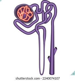 a nephron and collecting duct located in the human kidney. Blood fluid in the glomerulus. Blood pressure. Reabsorption of glucose. NaCl reabsorption. H2O pass passive transport