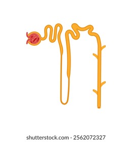 Nephron, Human Body Part Illustration