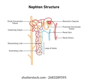 Diseño de Ciencia de estructura de nefrón. La unidad filtrante fundamental del riñón. Ilustración vectorial.