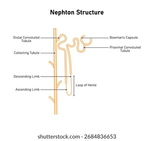 Nephron Structure Science Design. The Fundamental Filtering Unit of The Kidney. Vector Illustration.