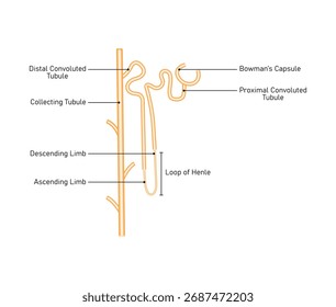 Diseño de Ciencia de estructura de nefrón. La unidad filtrante fundamental del riñón. Ilustración vectorial.