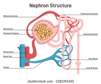 Nephron structure. Urine formation organ, functional unit of the kidney. Cross section diagram. Excretory system studying. Flat vector illustration