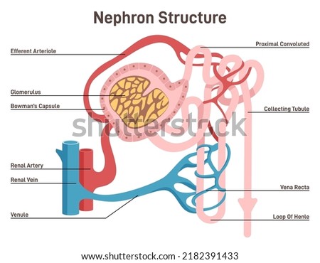 Nephron structure. Urine formation organ, functional unit of the kidney. Cross section diagram. Excretory system studying. Flat vector illustration