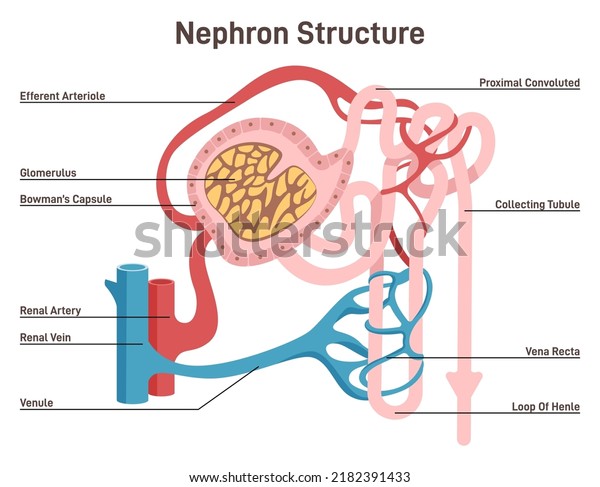 Nephron structure. Urine formation organ,\
functional unit of the kidney. Cross section diagram. Excretory\
system studying. Flat vector\
illustration