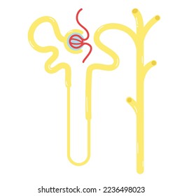 Nephrons sind die Untereinheiten der Nieren.