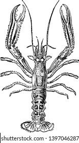 Nephrops Norvegicus have the eyes uniform and the two last rings of the thorax movable vintage line drawing or engraving illustration.
