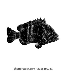 Neptune Grouper hand drawing vector illustration isolated on white background