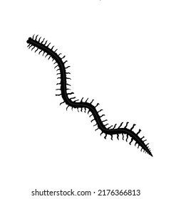 Nereis is a genus of polychaete worms in the family Nereidae, vintage line drawing or engraving illustration.