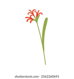 Nerine, flower branch. Delicate blooming spider lily with tender petals, stem, leaf. Gentle wildflower blossom, plant. Botanical decoration. Flat vector illustration isolated on white background