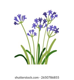 Nerine flowers growing. Spring garden guernsey lilies, tiny floral blooming plants with leaves. Gentle fragile summer spider lily stems. Flat vector illustration isolated on white background